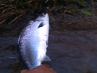 Mr Nicky Greig - River Tay