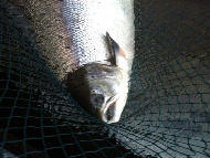 Mr Tony Black - River Tay