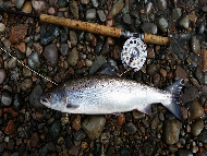 Mr Iain Lamont - River Lochy