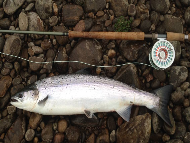 Mr Jamie McCulloch - River Tay