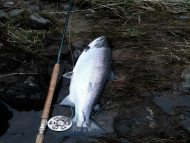 Mr Nicky Greig - River Tay 