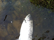 Mr Tony Black - River Tay