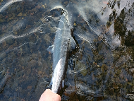 Mr Paul Stafford - River Tweed