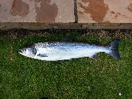 Mr Martin Ritchie - River Tweed