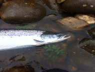 Mr Michael Rhoden - River Lochy