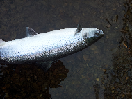 Mr Martin Ritchie - River Tay