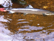 Mr Allan Rennie - River Tay