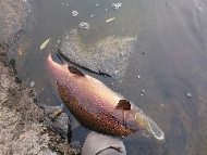 Mr Martin Ritchie - River Tweed