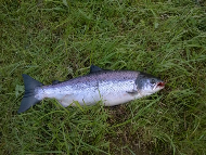 Mr Douglas Campbell - River Tay