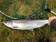 Mr Iain Lamont - River Lochy