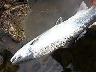 Mr David Dale - River Tay