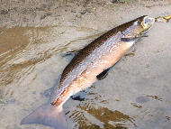 Mr Philip Black - River Dee