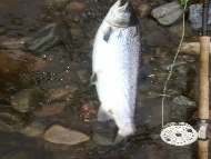 Mr Iain Lamont - River Lochy