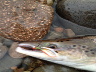 Mr Iain Lamont - River Lochy