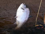 Mr Billy Davidson - River Tay