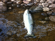 Mr Allan Rennie - River Tay