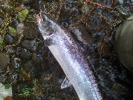 Mr Martin Ritchie - River Tay