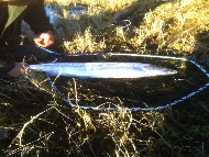 Mr Tony Black - River Tweed