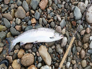 Mr Iain Lamont - River Lochy