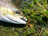 Mr Martin Ritchie - River Tweed