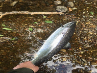 Mr Stuart McArthur - River Tay