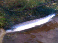 Mr Nicky Greig - River Tay 