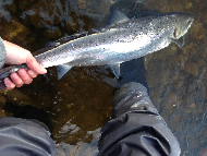 Mr Graham Fyfe - River Tay