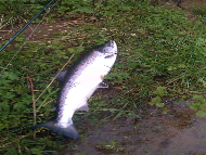 Mr Nick Greig - River Tay