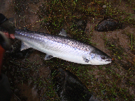 Mr Martin Ritchie - River Tay