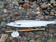 Mr Iain Lamont - River Lochy