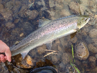 Mr Graham Fyfe - River Tay