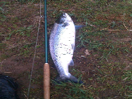 Mr Nicky Greig - River Tay