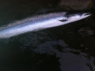 Mr Steven Hogg - River Tay