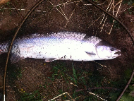 Mr Allan Rennie - River North Esk