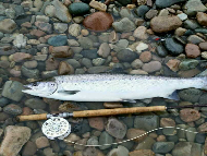 Mr Stuart McArthur - River Tay