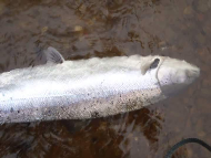 Mr Tony Black - River Tay