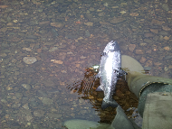 Mr Jim Reid - River Tay