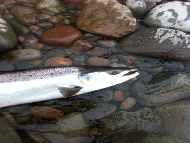 Mr Michael Rhoden - River Lochy