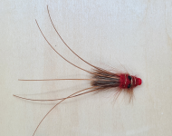 Black Eyed Prawn Red Frances 