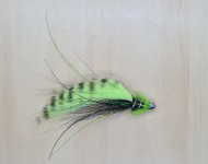 Chartreuse Tiger Snaelda (DB)