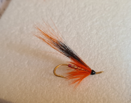 Orange Squirrel and Gold Hairwing
